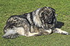 Yugoslavian Shepherd Dog (Photo: Dragan Bosnić)
